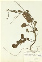 藏品(濱萊菔)的圖片
